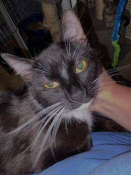 Blossom -  Domestic Short Hair Cat for Adoption in North Babylon, New York - Blossom | PetCurious