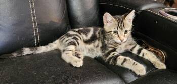 Coconut -  Domestic Short Hair Cat for Adoption in Oceanside, California - Coconut | PetCurious