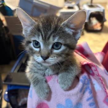 Romeo -  Domestic Short Hair Cat for Adoption in Waldorf, Maryland - Romeo | PetCurious