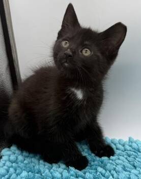 Domestic Short Hair Cats Available for Adoption in Bowling Green, Kentucky - Herbert | PetCurious
