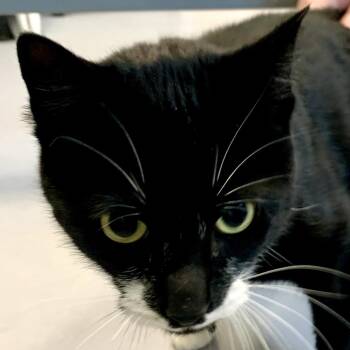 Remi -  Domestic Short Hair Cat Available for Adoption in Boston, Massachusetts - Remi | PetCurious