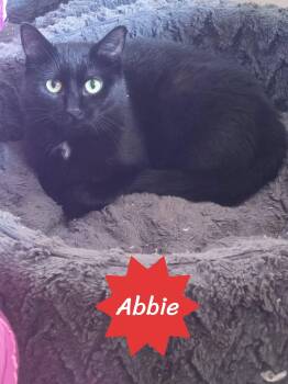 Abbie -  Domestic Short Hair Cat for Adoption in Spencerville, Ontario - Abbie | PetCurious