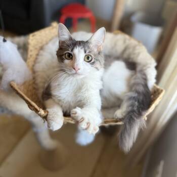 Chiffon -  Domestic Long Hair Cat Available for Adoption - Chiffon | PetCurious