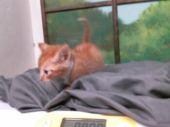 JUSTIN -  Domestic Short Hair Cat for Adoption in Houston, Texas - JUSTIN | PetCurious
