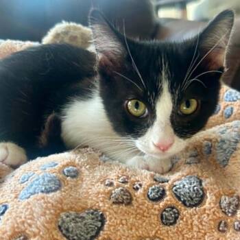 Gerald LaGiglia -  Domestic Short Hair Cat for Adoption in Eagle Mountain, Utah - Gerald LaGiglia | PetCurious