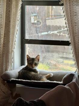 Shiba -  Domestic Short Hair Cat for Adoption in Largo, Florida - Shiba | PetCurious