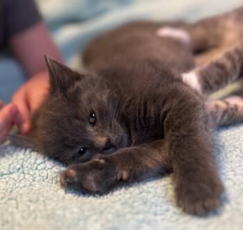 Domestic Short Hair Cats Available for Adoption in Cleveland, Ohio - Nibbles | PetCurious