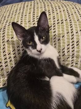 Bowie -  Domestic Short Hair Cat for Adoption in Glendale, Arizona - Bowie | PetCurious