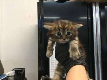 A1926379 -  Domestic Long Hair Cat for Adoption in Thousand Palms, California - A1926379 | PetCurious