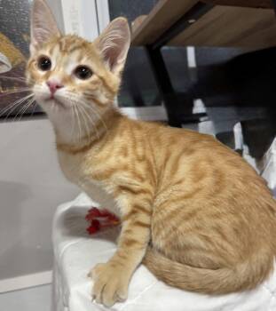 Vivaldi -  Domestic Short Hair Cat for Adoption in Jackson, Georgia - Vivaldi | PetCurious