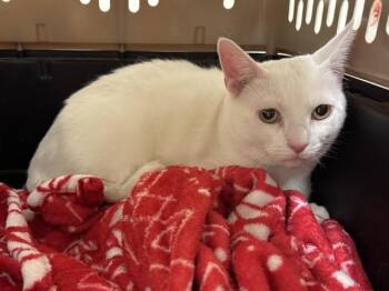 SQUID -  Domestic Short Hair Cat for Adoption in Colorado Springs, Colorado - SQUID | PetCurious