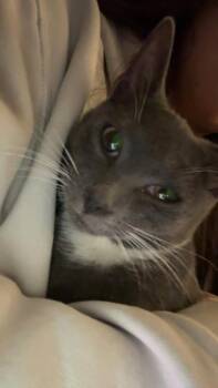 Mittens -  Domestic Short Hair Cat for Adoption in Salisbury, North Carolina - Mittens | PetCurious