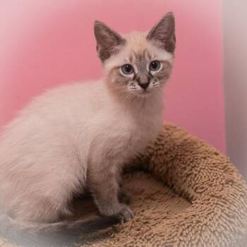 Spirit -  Siamese Cat for Adoption in St. Augustine, Florida - Spirit | PetCurious