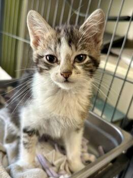 Miranda -  Domestic Short Hair Cat for Adoption in Wichita, Kansas - Miranda | PetCurious
