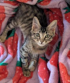 Rescue Domestic Medium Hair Cats for Adoption in Hoyleton, Illinois - Baby Dumbo | PetCurious