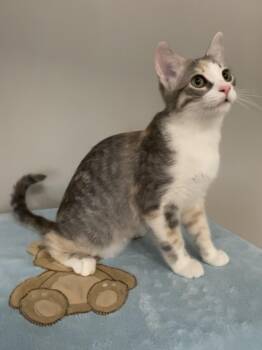 Iris -  Domestic Short Hair Cat for Adoption in Petaluma, California - Iris | PetCurious
