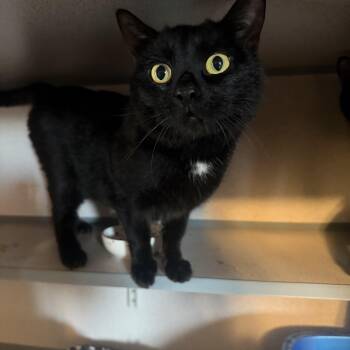 Domestic Short Hair Cats Available for Adoption in Hudson, New York - Bernie | PetCurious