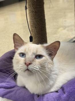 Siamese Cats Available for Adoption in Palmetto, Florida - Odessy | PetCurious