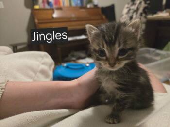 Jingles -  Domestic Short Hair Cat for Adoption in Papillion, Nebraska - Jingles | PetCurious