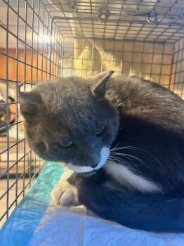 Rescue Domestic Short Hair Cats for Adoption in Westbury, New York - Hank Hicksville | PetCurious