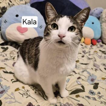 Kala - A Gentle Soul -  Domestic Short Hair Cat Available for Adoption in Hamilton, Ontario - Kala - A Gentle Soul | PetCurious