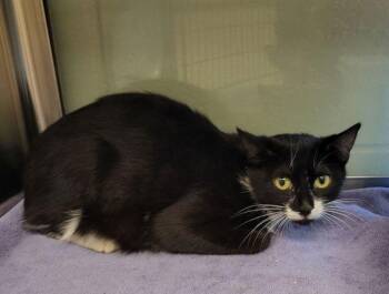 Cutie Pie -  Domestic Short Hair Cat for Adoption in Stratham, New Hampshire - Cutie Pie | PetCurious
