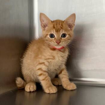 Patriot -  Domestic Short Hair Cat for Adoption in Blairsville, Georgia - Patriot | PetCurious