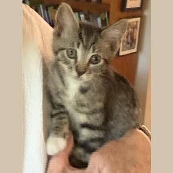 Domestic Short Hair Cats Available for Adoption in Pleasant Hill, California - Sparky | PetCurious