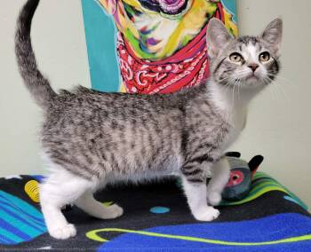 Domestic Short Hair Cats Available for Adoption - Sunburst | PetCurious