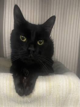 GREGORIO -  Domestic Short Hair Cat for Adoption in Derwood, Maryland - GREGORIO | PetCurious