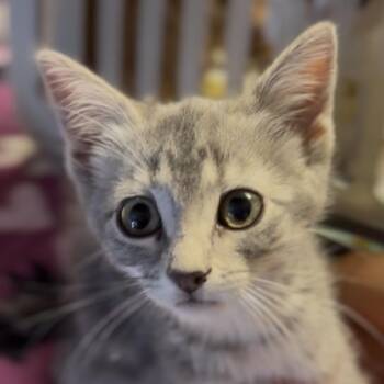 Boba -  Domestic Short Hair Cat for Adoption in Midland, Texas - Boba | PetCurious