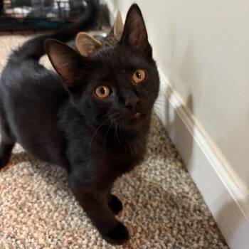 Rescue Domestic Short Hair Cats for Adoption in Harrisonburg, Virginia - Salem | PetCurious