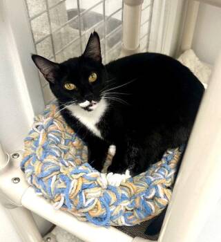 Tuxedo Cats Available for Adoption in Westlake Village, California - Melody And Tempo | PetCurious