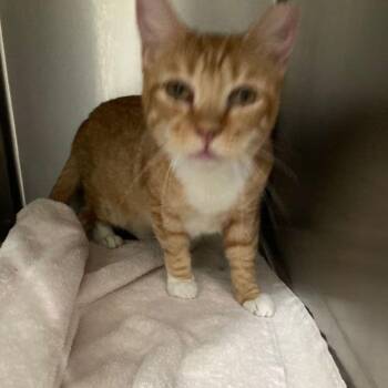 Crunch -  Domestic Short Hair Cat for Adoption in Lake Havasu City, Arizona - Crunch | PetCurious