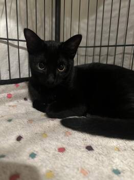 Sabrina -  Domestic Short Hair Cat for Adoption in Loveland, Ohio - Sabrina | PetCurious