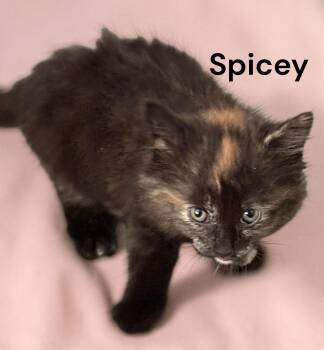 Spicey -  Tortoiseshell Cat for Adoption in Weems, Virginia - Spicey | PetCurious