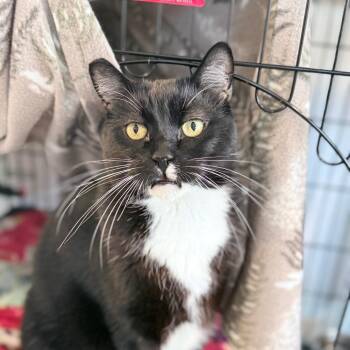 Scotty -  Domestic Short Hair Cat for Adoption in Springfield, Oregon - Scotty | PetCurious