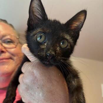 Oscar Madison -  Domestic Short Hair Cat for Adoption in Woodbury, New Jersey - Oscar Madison | PetCurious