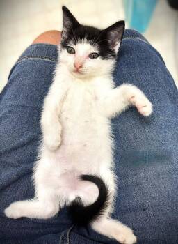 Domestic Short Hair Cats Available for Adoption in Fort Myers, Florida - Buster | PetCurious