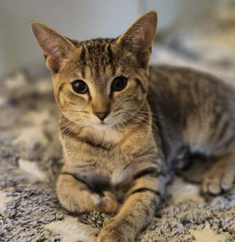 Domestic Short Hair Cats Available for Adoption - Cayenne | PetCurious