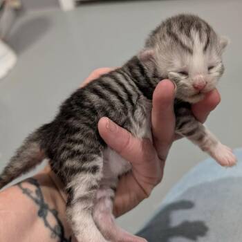 Alvin -  Persian Cat for Adoption in Chanute, Kansas - Alvin | PetCurious