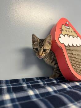 Hoyt -  Domestic Short Hair Cat for Adoption in Lovingston, Virginia - Hoyt | PetCurious