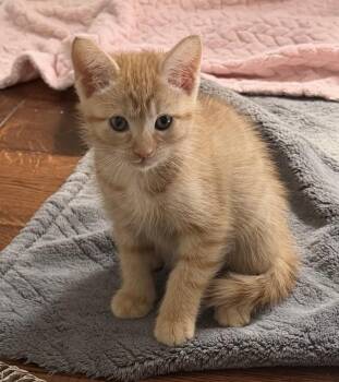Tina -  Tabby Cat for Adoption in Austin, Texas - Tina | PetCurious