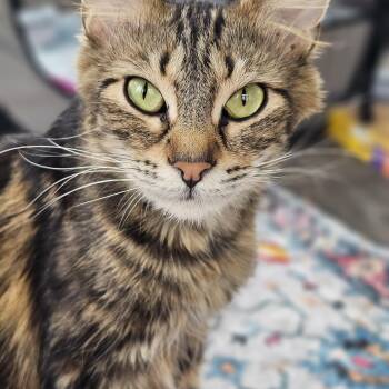 Domestic Medium Hair Cats Available for Adoption in Toledo, Ohio - Magenta | PetCurious