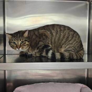 Pappardelle -  Domestic Short Hair Cat for Adoption in Webster, Massachusetts - Pappardelle | PetCurious