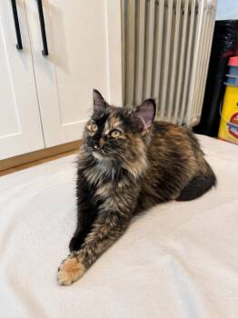 Domestic Medium Hair Cats Available for Adoption in Farmington, Minnesota - Jose, | PetCurious