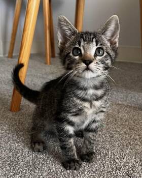 Louis (Bonded with Thelma) -  Domestic Short Hair Cat for Adoption in San Francisco, California - Louis (Bonded With Thelma) | PetCurious