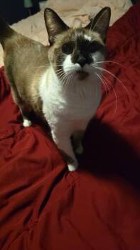 George -  Snowshoe Cat for Adoption in Pocatello, Idaho - George | PetCurious