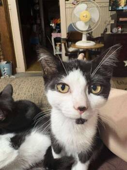 Rescue Tuxedo Cats for Adoption in Norwich, Connecticut - Parsley | PetCurious