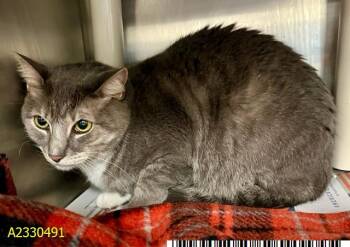 Domestic Short Hair Cats Available for Adoption - VALENTINA | PetCurious